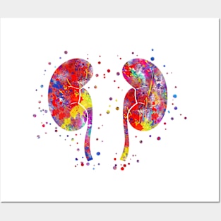 The kidneys anatomy Posters and Art